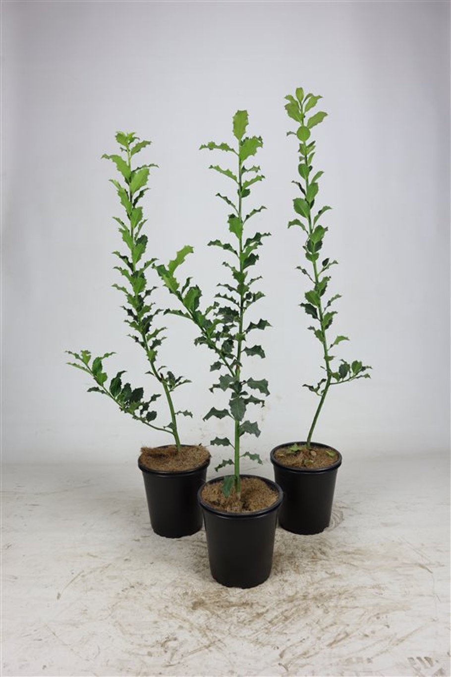 Ilex aquifolium - C3.5 60-80 CM